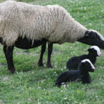 Brebis avec ses agneaux